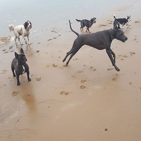 Dogs running on the sand
